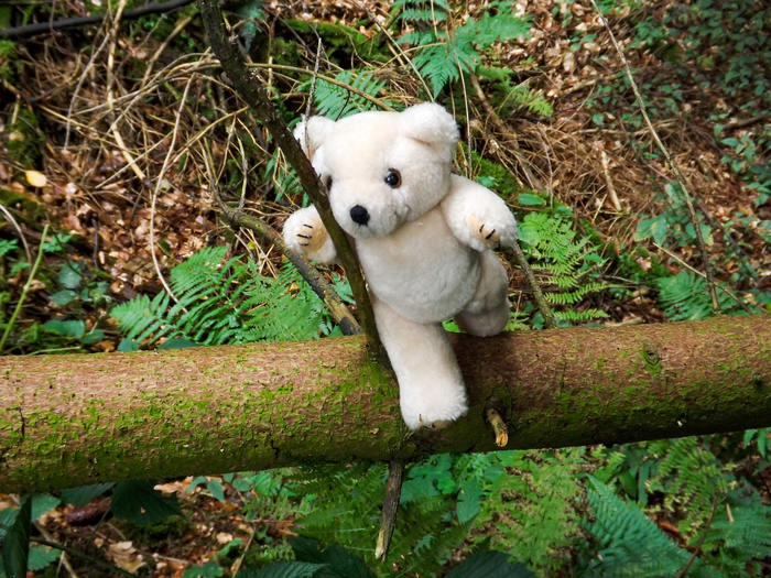 Teddybaeren_(6_von_15).jpg