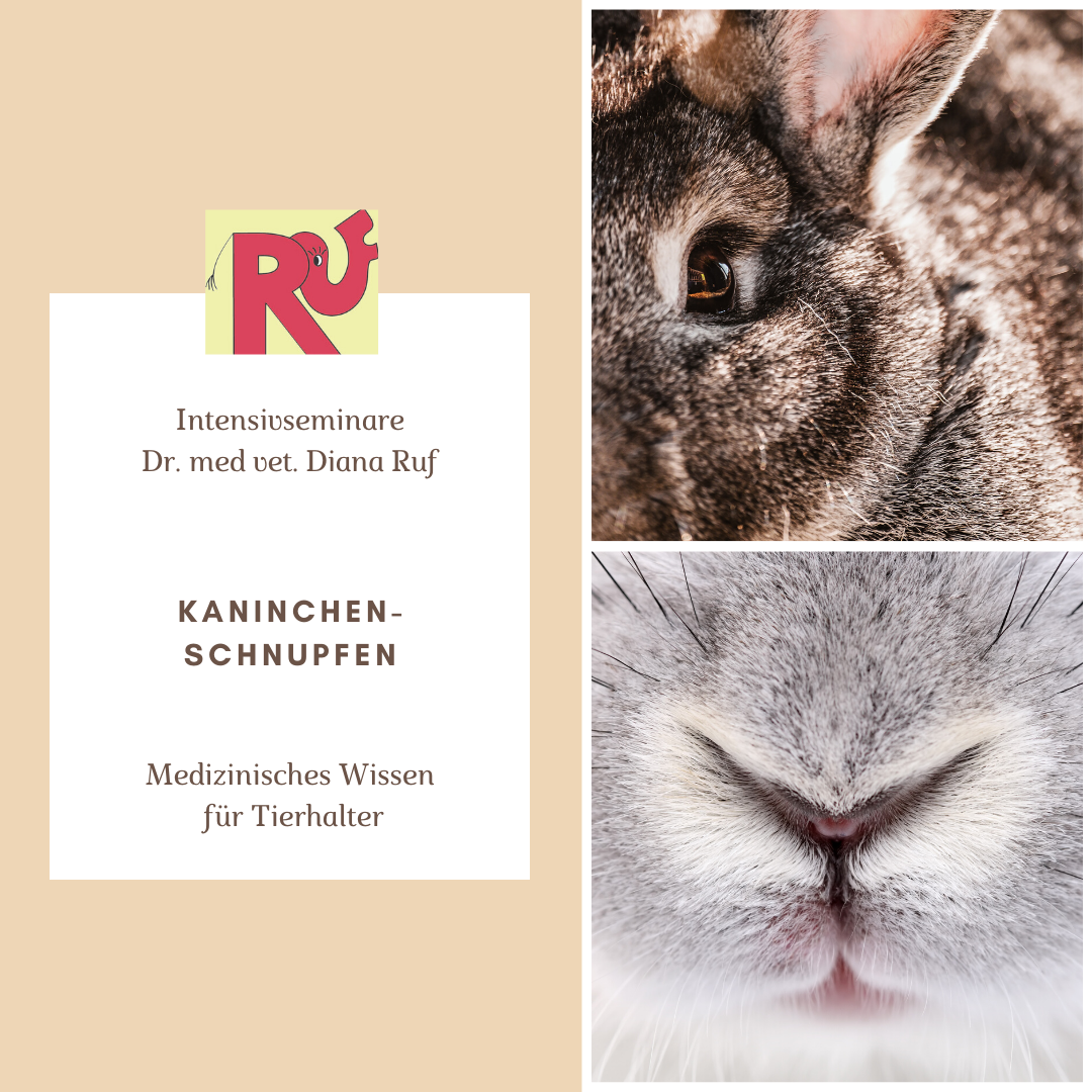 LIVEWEBINAR Kaninchen: SCHNUPFEN 2.10.2020 19 bis 21 Uhr - DianaRuf ...
